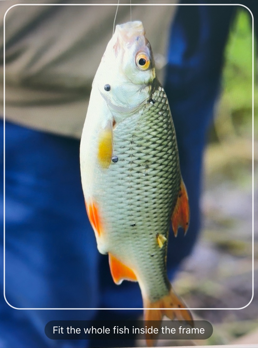 A photo of a freshly caught fish