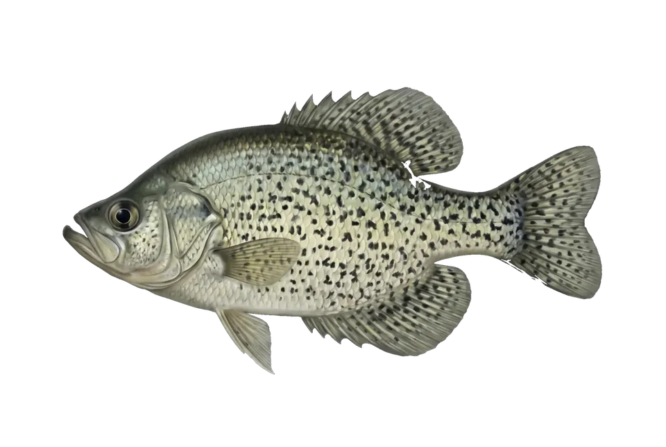 Illustration of a black crappie