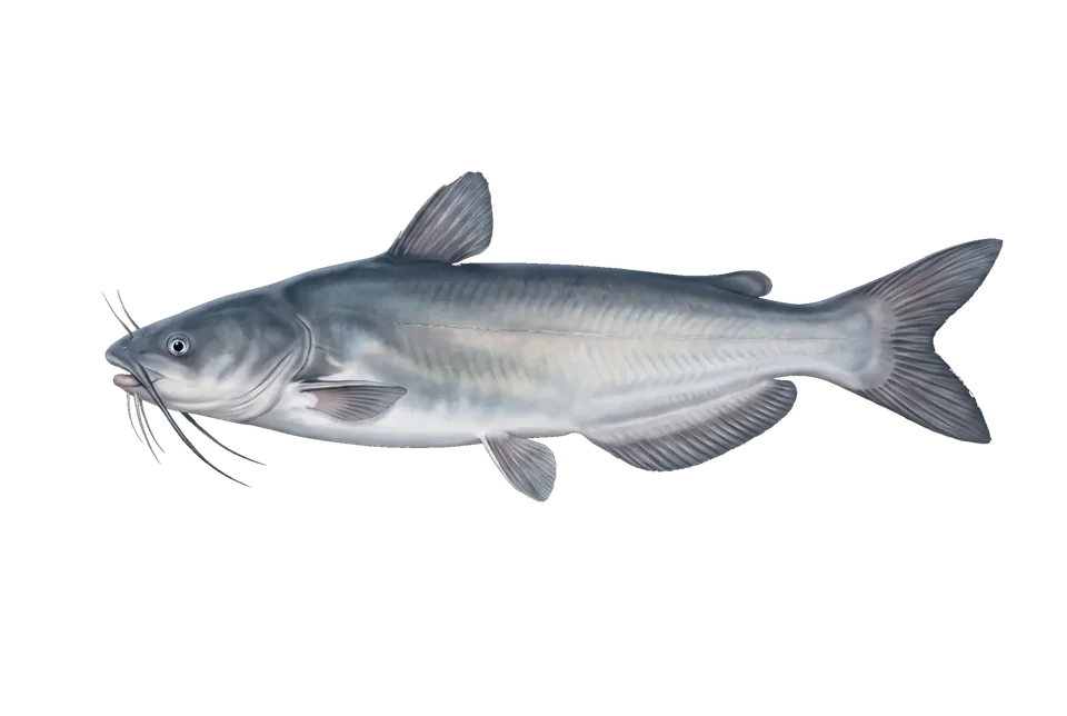 Illustration of a blue catfish