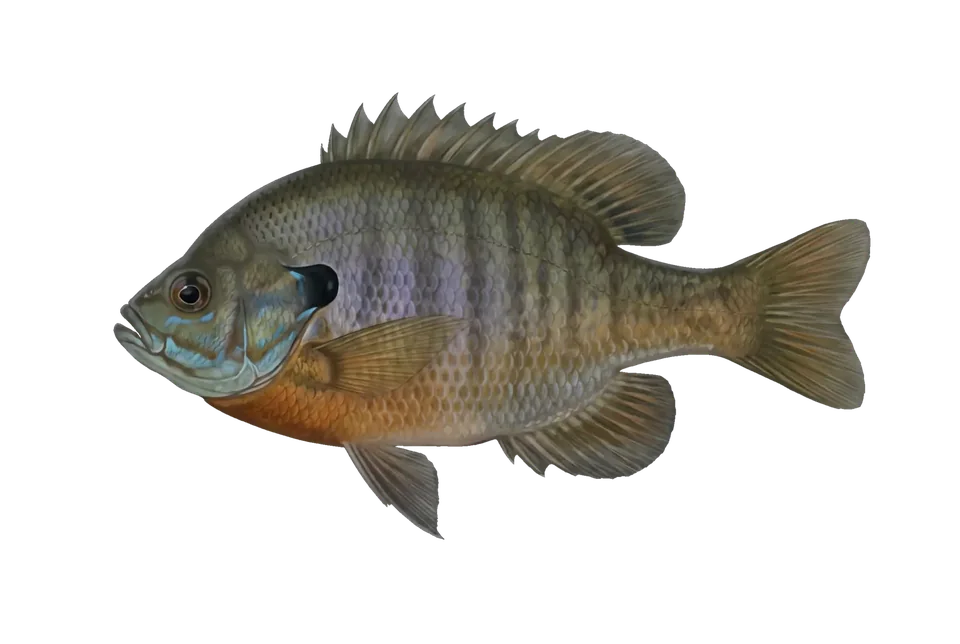 Illustration of a bluegill