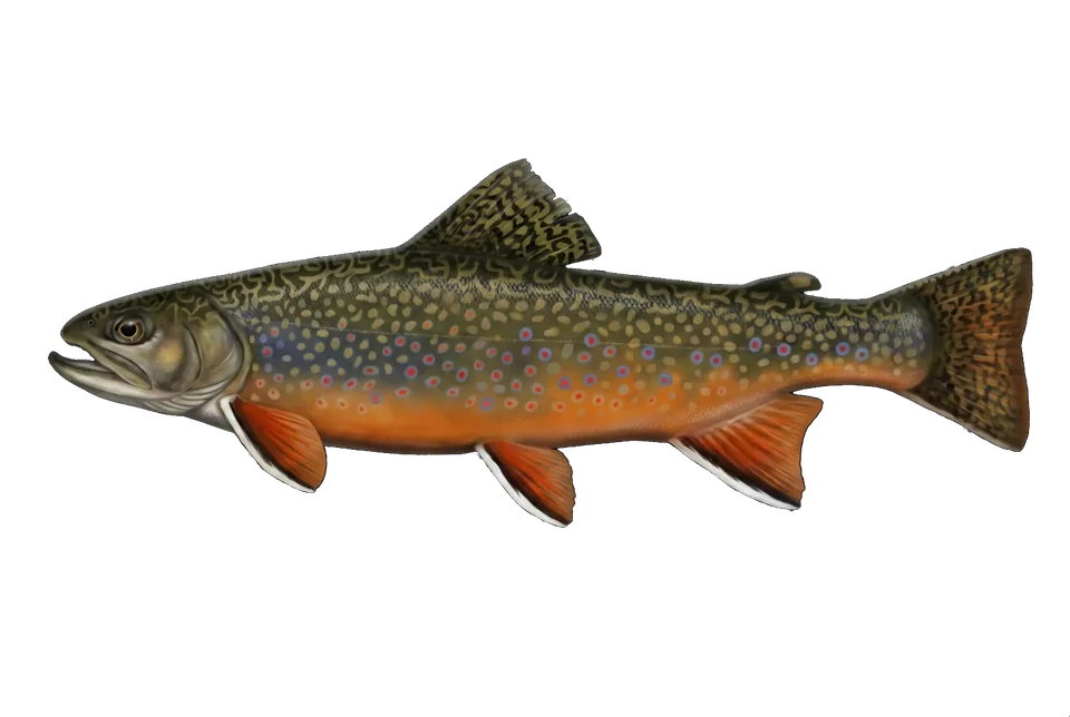 Illustration of a brook trout