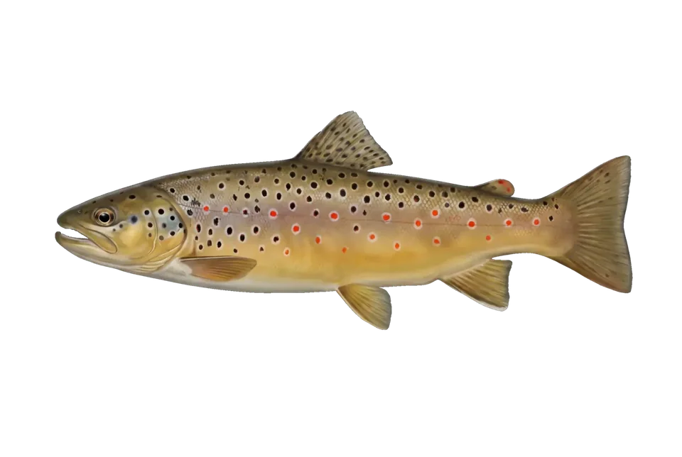 Illustration of a brown trout