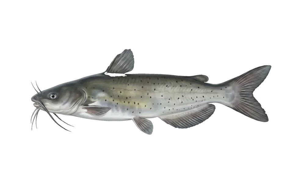 Illustration of a channel catfish