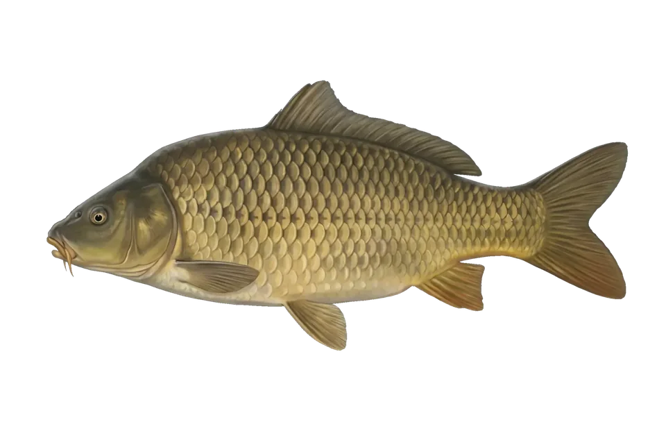 Illustration of a common carp