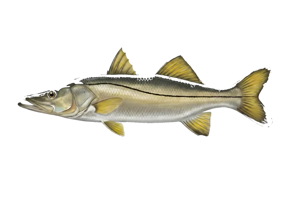 Illustration of a common snook