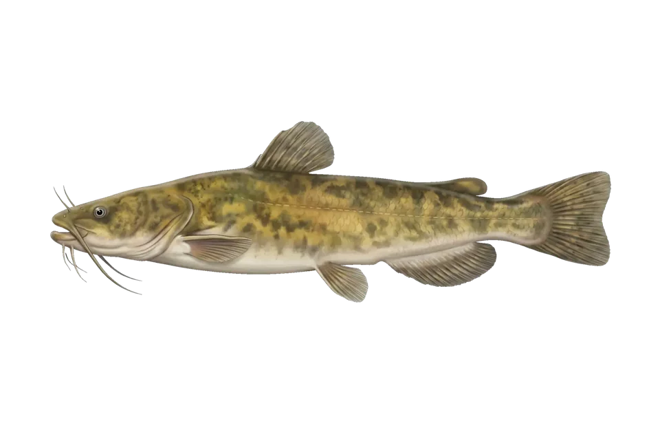Illustration of a flathead catfish