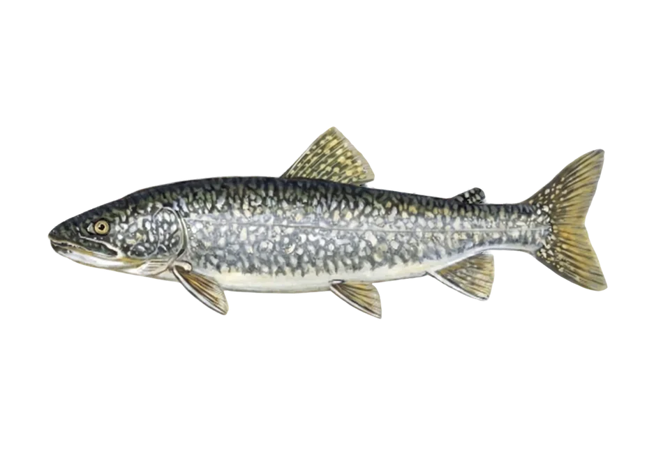 Illustration of a lake trout