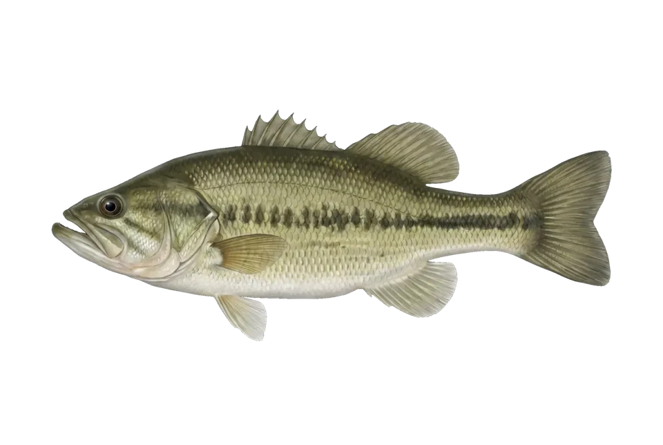 Illustration of a largemouth bass