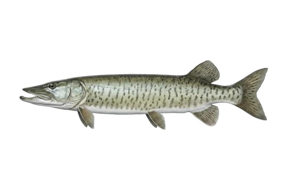 Illustration of a muskellunge