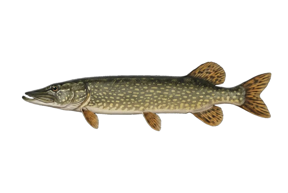Illustration of a northern pike