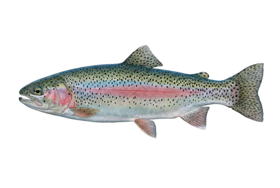 Illustration of a rainbow trout