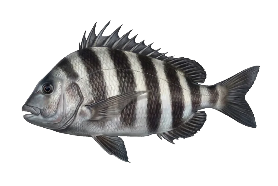 Illustration of a sheepshead