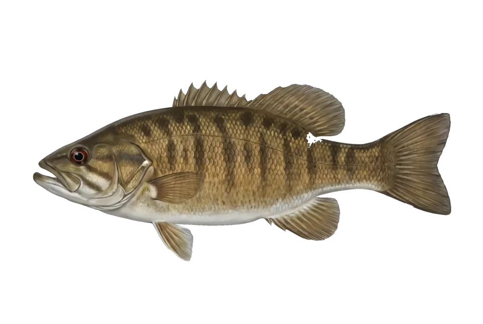 Illustration of a smallmouth bass