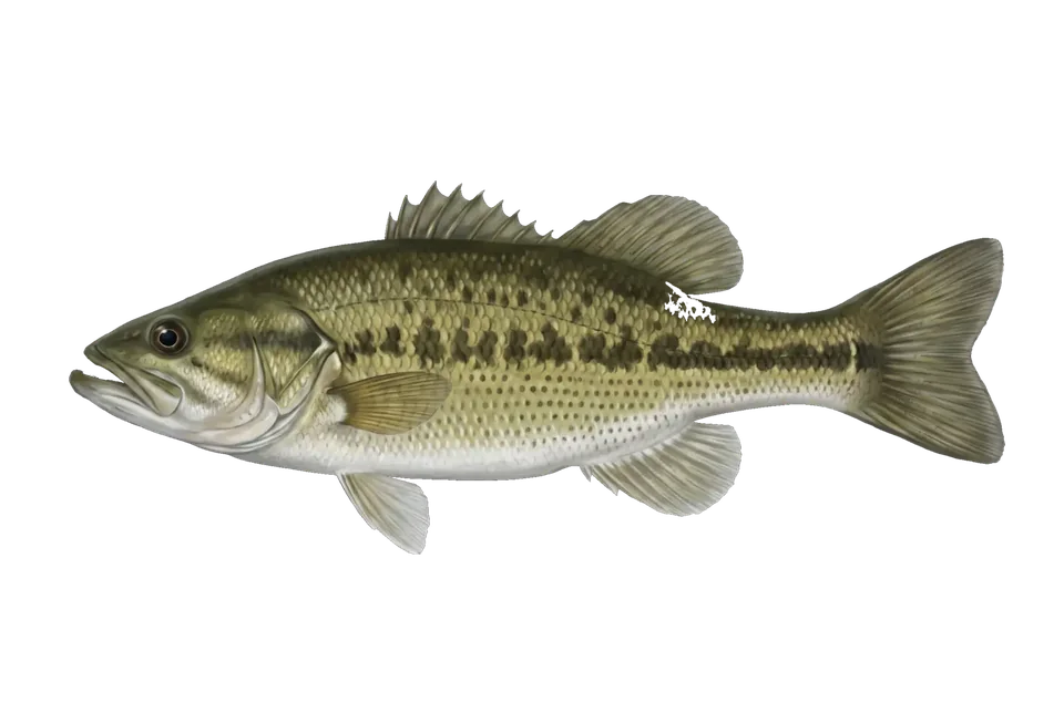 Illustration of a spotted bass