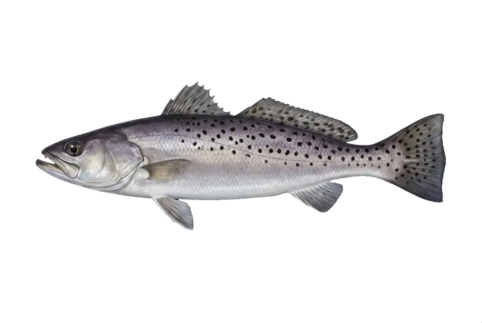 Illustration of a spotted seatrout
