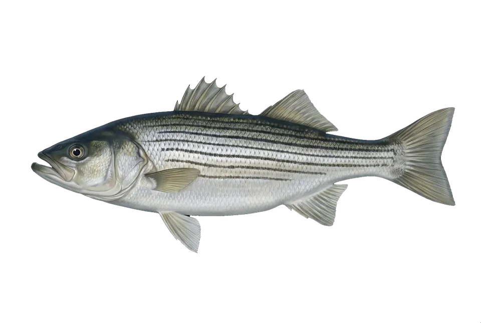 Illustration of a striped bass