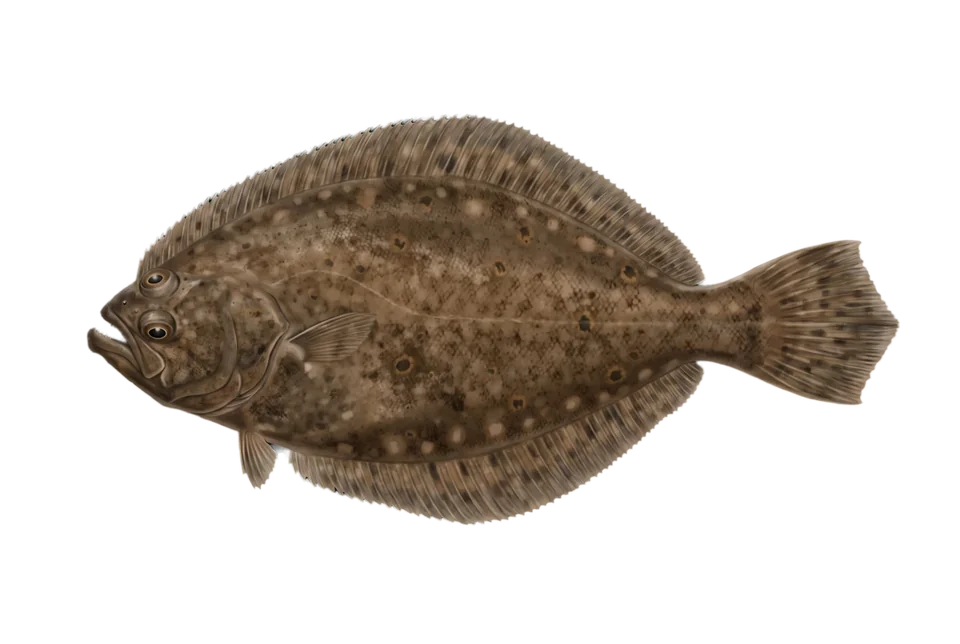 Illustration of a summer flounder