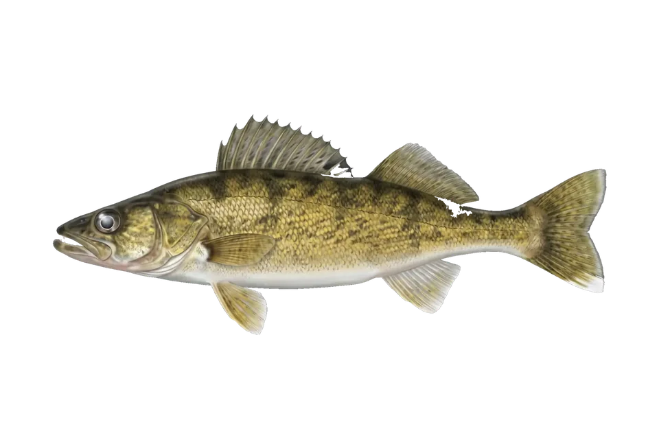 Illustration of a walleye
