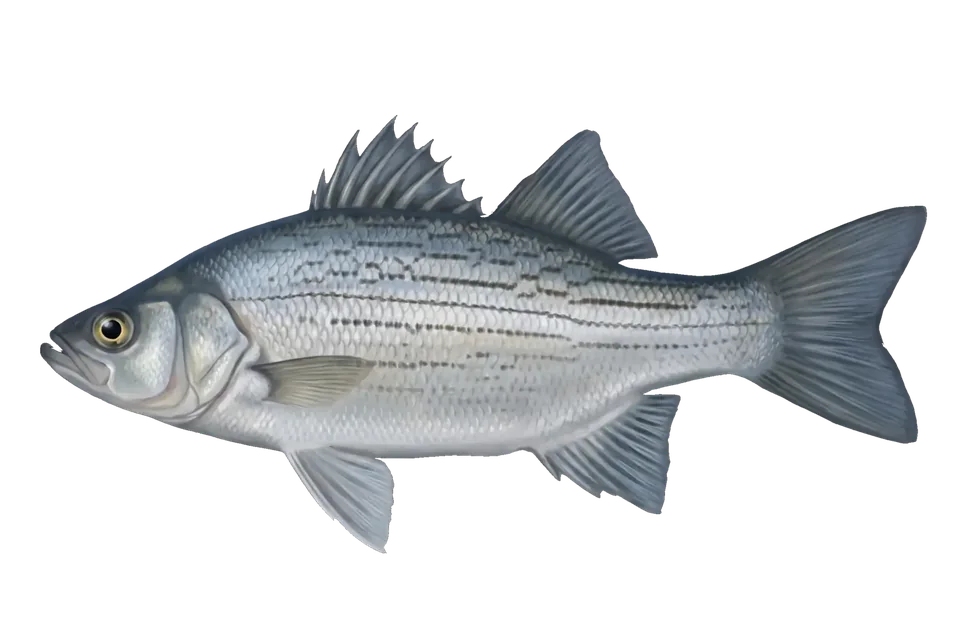 Illustration of a white bass