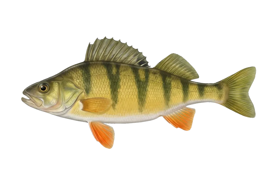 Illustration of a yellow perch